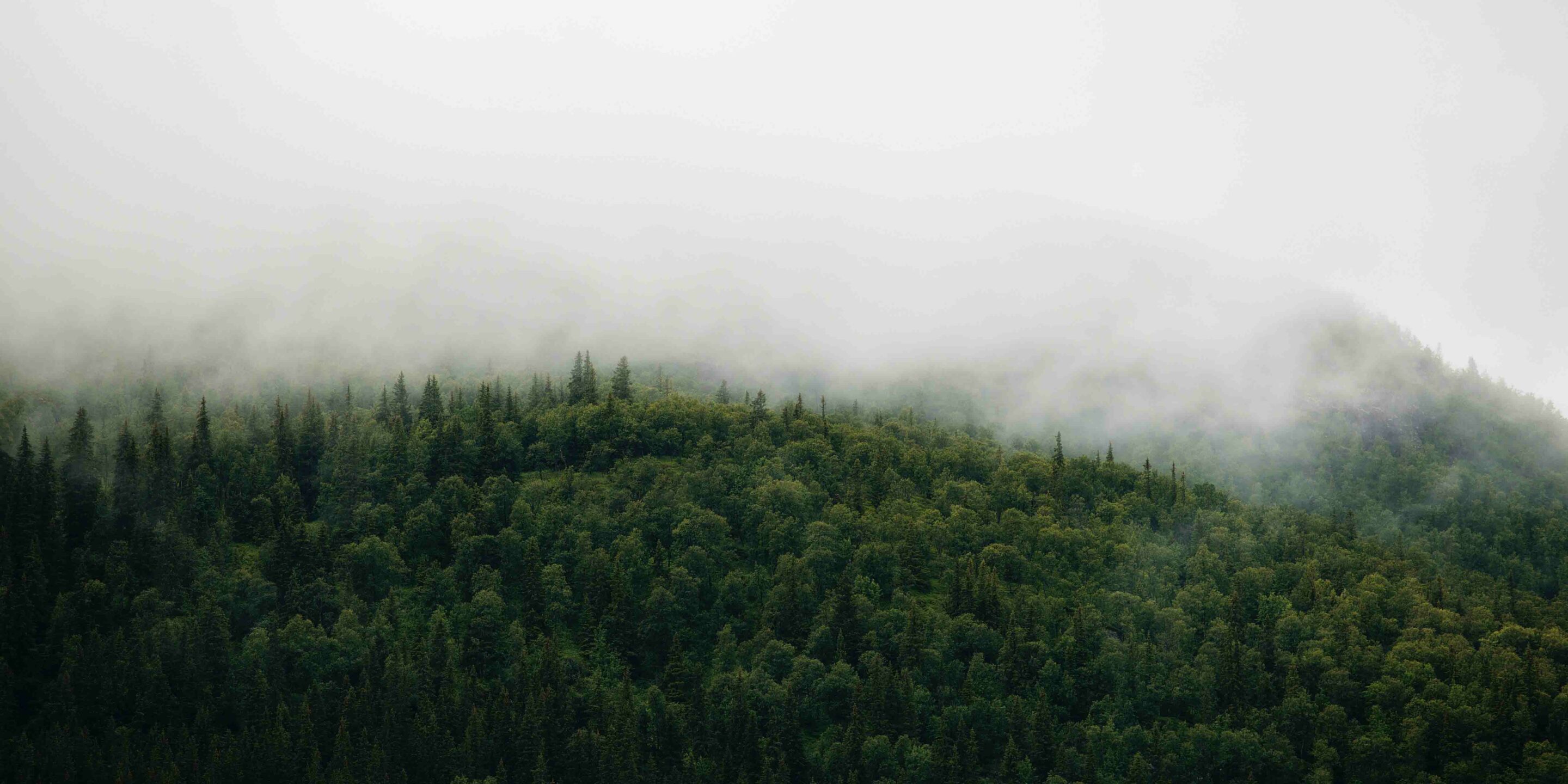 image of foggy forest trees